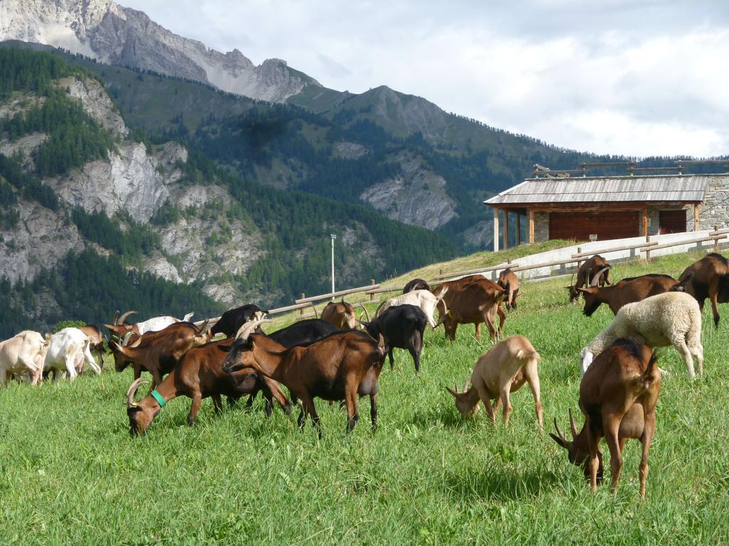 Agriturismo Barba Gust Cesana Torinese Eksteriør billede